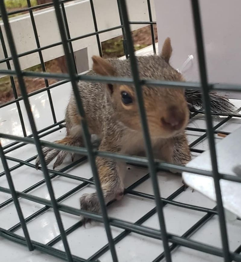 svc1 squirrel removal home