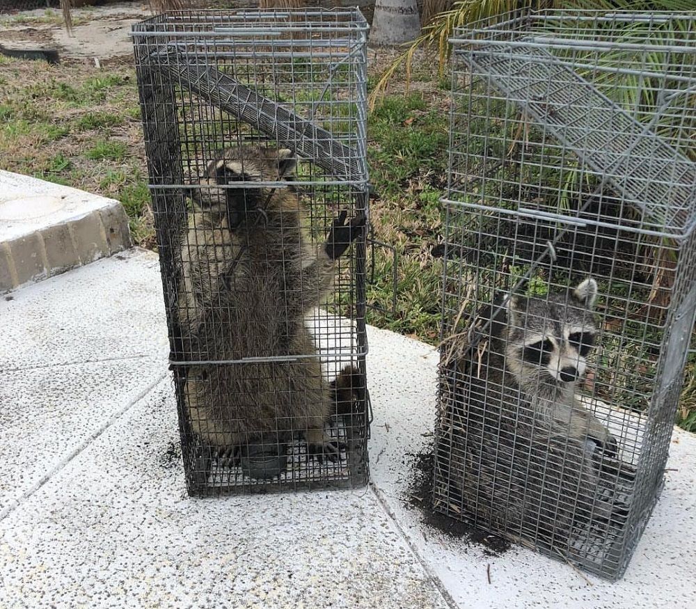svc3 raccoon removal primary (1)
