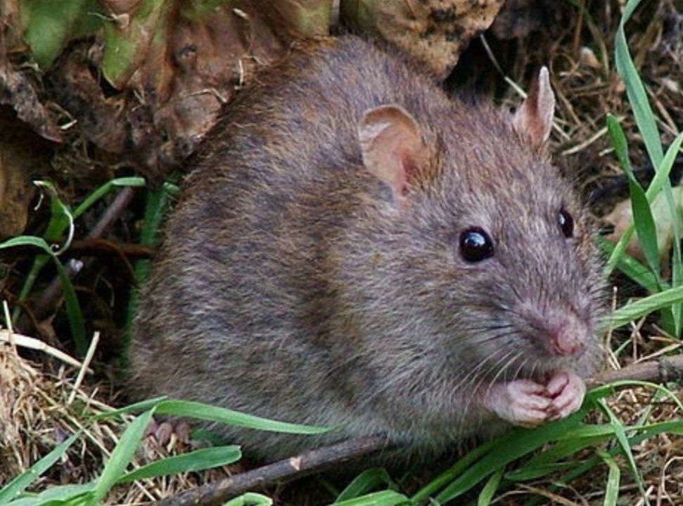 sld3 rat removal
