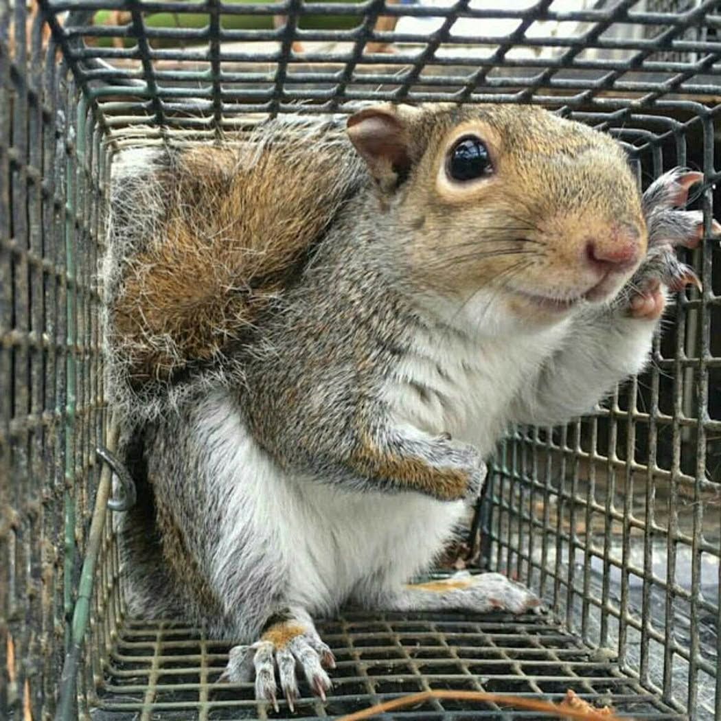 svc1 squirrel removal primary (1)