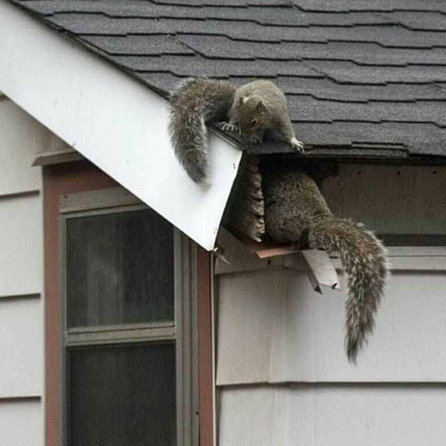 svc1 squirrel removal primary