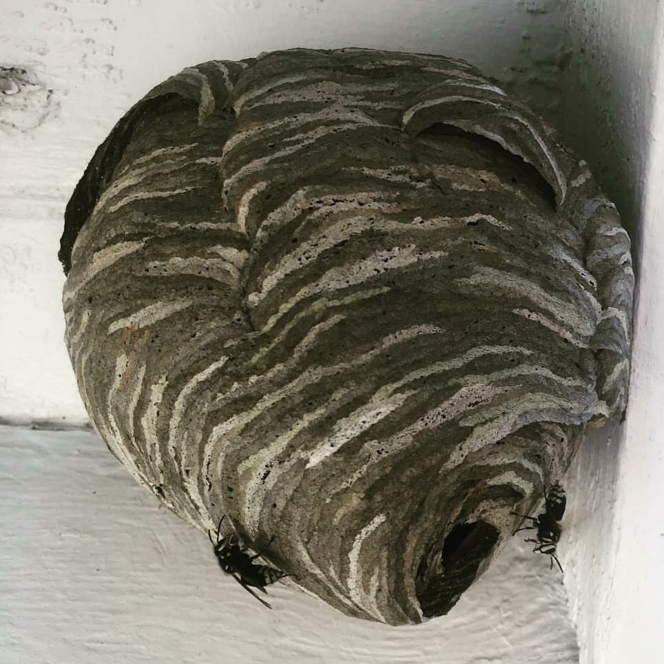 sld1 24 hour wildlife removal