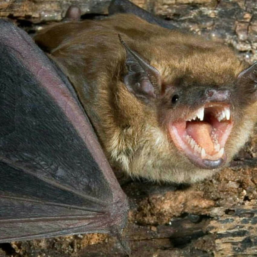 svc2 bat removal primary (1)