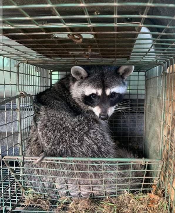 svc3 raccoon removal primary (2)