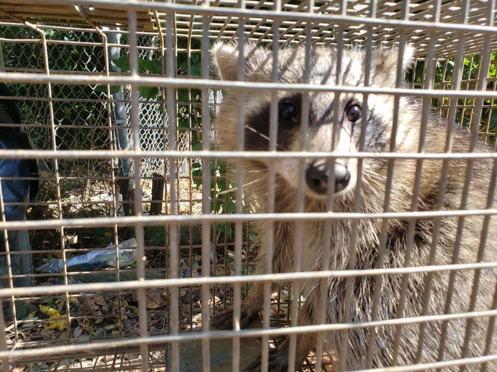 svc3 raccoon removal home