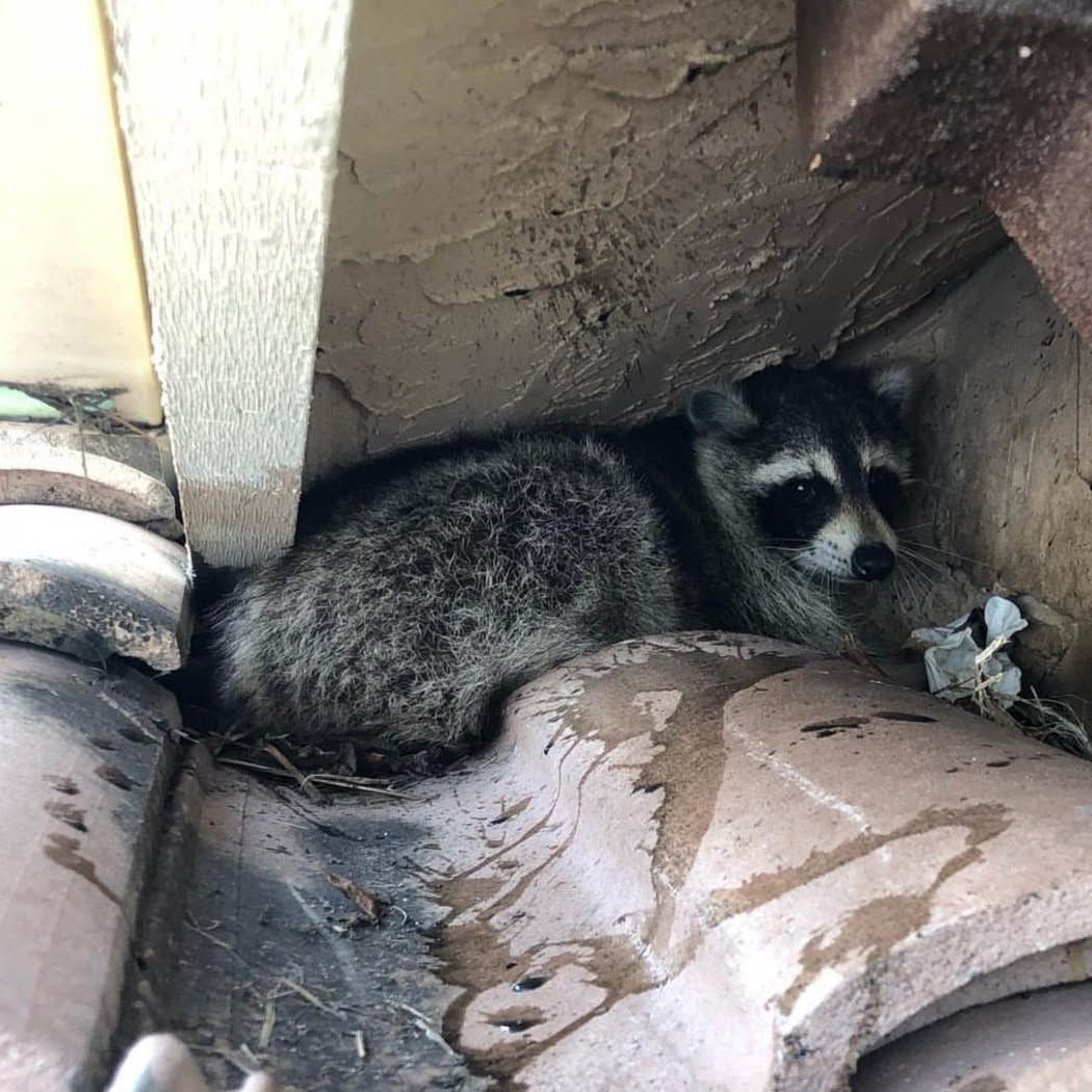 svc3 raccoon removal primary