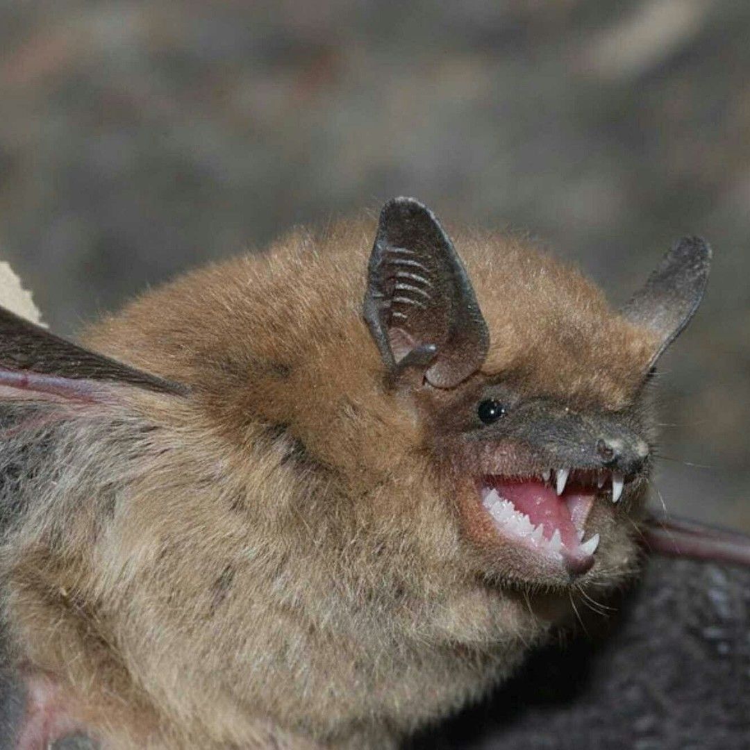 svc2 bat removal home