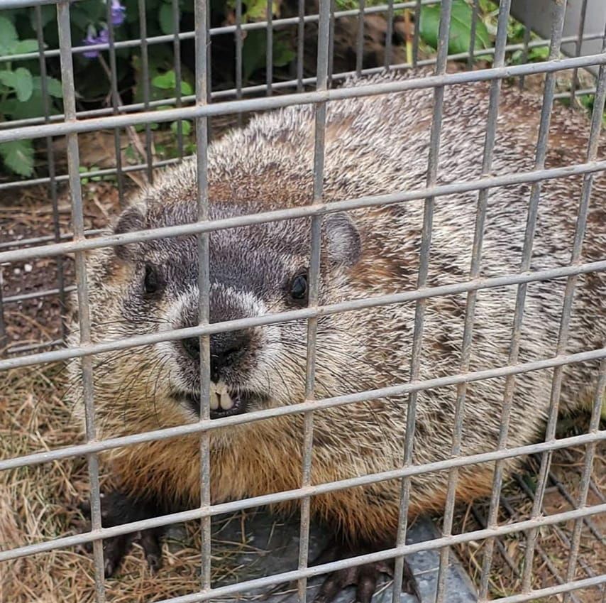 sld2 groundhog removal