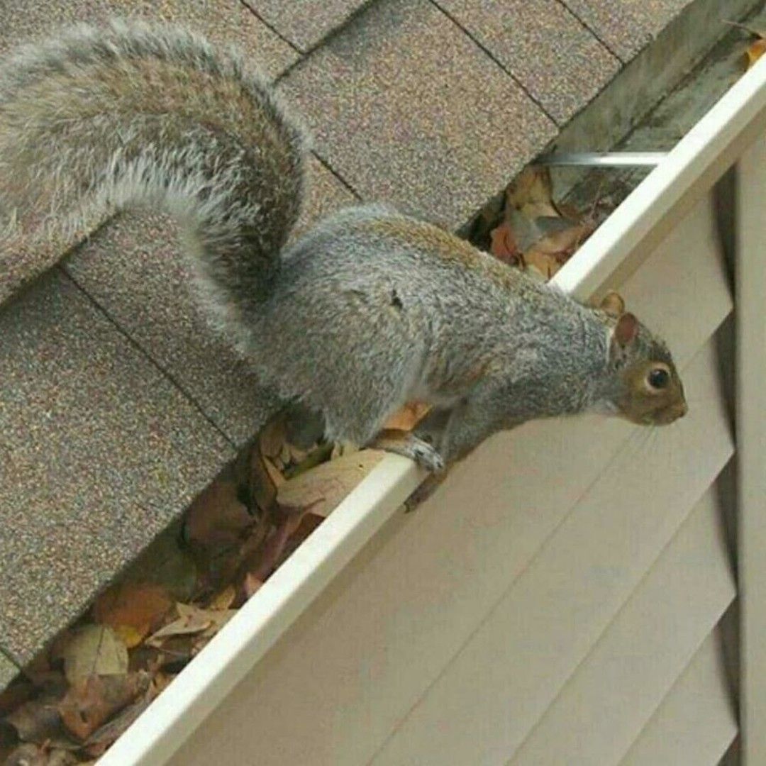 svc1 squirrel removal primary (2)